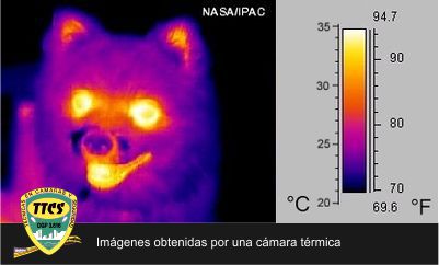 camara termica perro